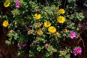 zonovergoten roze cistus en gele mesembryanthemums bloeiend in cabo pino spanje foto