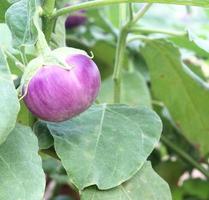 auberginevruchten groeien in de tuin foto