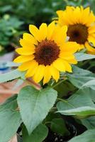 helianthus annuus, kleine zonnebloemen in pot. kleine bloemgrootte foto