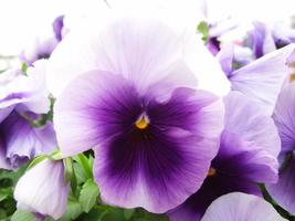 paarse bloem viooltjes close-up van kleurrijke viooltjesbloem foto