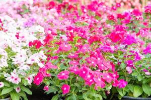 vinca rosea bloemen bloeien in de tuin, gebladerte verschillende kleuren bloemen, selectieve focus foto