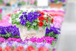 kleurrijke petuniabloemen, grandiflora is de meest populaire variëteit van petunia, met grote enkele of dubbele bloemen die hopen kleurrijke vaste, gestreepte of bonte bloemen vormen. foto