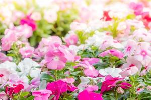 vinca rosea bloemen bloeien in de tuin, gebladerte verschillende kleuren bloemen, selectieve focus foto