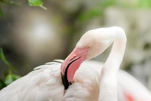 roze flamingo-close-up, het heeft een prachtige verenkleuring. grotere flamingo, phoenicopterus roseus foto