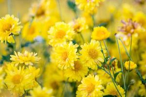 gele chrysant bloemen, chrysant in de tuin. wazige bloem voor achtergrond, kleurrijke planten