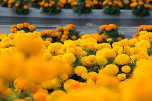 oranje goudsbloemen bloemenvelden, selectieve focus foto