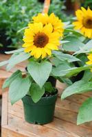 helianthus annuus, kleine zonnebloemen in pot. dwerg helianthus foto