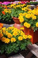 tagetes patula franse goudsbloem in bloei, oranjegele bloemen, groene bladeren foto