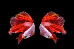 roze en rode betta vis, siamese kempvissen op zwarte achtergrond foto