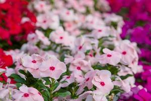 vinca rosea bloemen bloeien in de tuin, gebladerte verschillende kleuren bloemen, selectieve focus foto