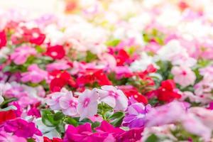 vinca rosea bloemen bloeien in de tuin, gebladerte verschillende kleuren bloemen, selectieve focus foto