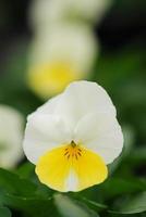 gele viooltjes close-up van kleurrijke viooltjesbloem foto