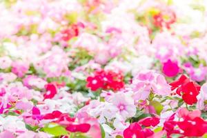 vinca rosea bloemen bloeien in de tuin, gebladerte verschillende kleuren bloemen, selectieve focus foto