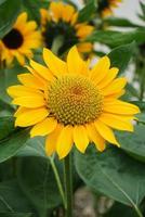 helianthus annuus, kleine zonnebloemen in pot. kleine bloemgrootte foto