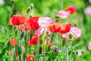 rode en roze papaverbloemen in een veld, rode papaverrode en roze papaverbloemen in een veld, rode papaver foto