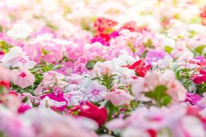 vinca rosea bloemen bloeien in de tuin, gebladerte verschillende kleuren bloemen, selectieve focus foto