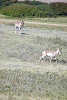 twee antilopen op de prairie foto