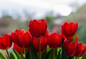 bos rode tulp bloemen bloeien foto