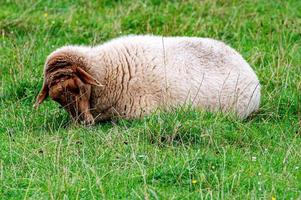 schapen uit de kudde in het groene veld op een sombere dag foto