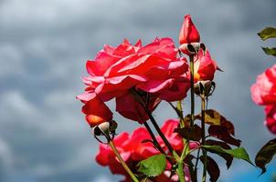 roos in de tuin in de zon foto