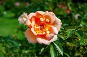 roos in de tuin in de zon foto