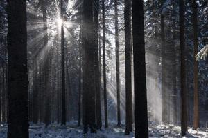 zonnestralen in winter forest