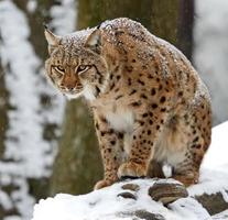 winter lynx foto
