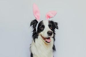 gelukkig Pasen-concept. voorbereiding op vakantie. leuke grappige puppy hond border collie dragen paashaas oren geïsoleerd op een witte achtergrond. lente wenskaart. foto