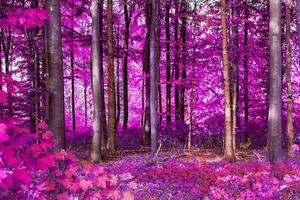 mooi roze en paars infrarood panorama van een bos. foto