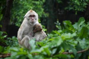 moederaap met babyaap op boom in bos nadat de regen stopt. dierenbehoud en bescherming van ecosystemen concept. selectieve focus foto