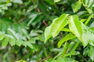 groene bladachtergrond foto