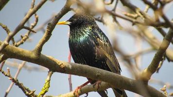 spreeuw op een tak. close-up foto van een zwarte spreeuw. portret van een vogel. spreeuwen arriveerden in de lente