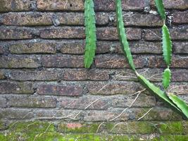 groene wijnstokken sieren de muren of hekken van huizen die dof en bemost zijn. detailopname. achtergrond foto