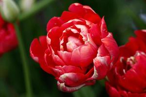 close-up van twee rode tulpen in de tuin foto