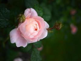 enkele roze roos met regendruppels in de tuin voor achtergrondbehang foto