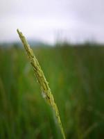 close-up groene kleur van jonge rijstoor oren-van-rijst in het rijstveld thailand foto