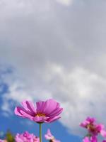 roze kleur kosmos bloemen in het zomerveld met heldere blauwe lucht met kopieerruimte foto