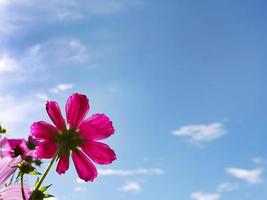roze kleur kosmos bloemen in het zomerveld met heldere blauwe lucht met kopieerruimte foto