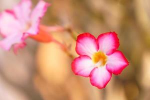 close-up van roze azalea bloemen op onscherpe achtergrond. kopieer ruimte foto