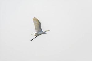 witte grote zilverreiger, ardea alba, vogel die binnenvliegt met vleugels wijd open foto