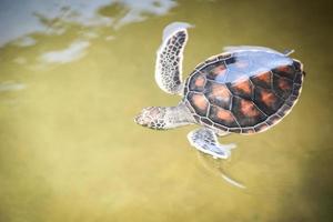 groene schildpaddenboerderij en zwemmen in een watervijver - karetschildpad kleine zeeschildpad foto