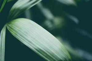 palmbladeren tropische plant close-up groen blad in de jungle gebladerte foto