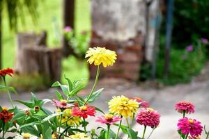 zinnia-bloem die in bloembed dichtbij huis groeit, foto