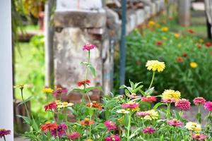 zinnia-bloem die in bloembed dichtbij huis groeit, foto