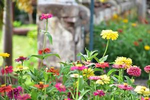 zinnia bloemen in bloembed, natuurlijke achtergrond. foto