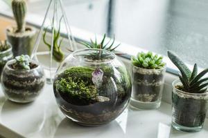 Florarium met mos en vetplanten binnenshuis op witte tafel foto