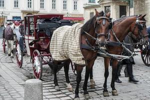 wenen, oostenrijk, 2017. paard en wagen te huur foto