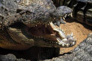 fuengirola, spanje, 2016. nijlkrokodil bij het bioparc foto