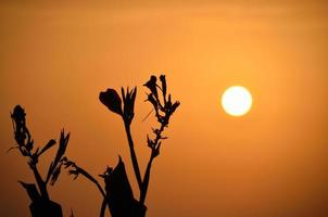 bloemen bij zonsondergang oranje foto