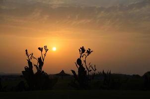 bloemen bij zonsondergang in vakanties foto